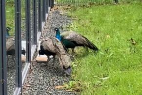 Fundmeldung Vogel Männliche La Roche-sur-Yon Frankreich