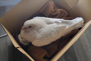 Fundmeldung Vogel Unbekannt Saint-Pierre-des-Corps Frankreich