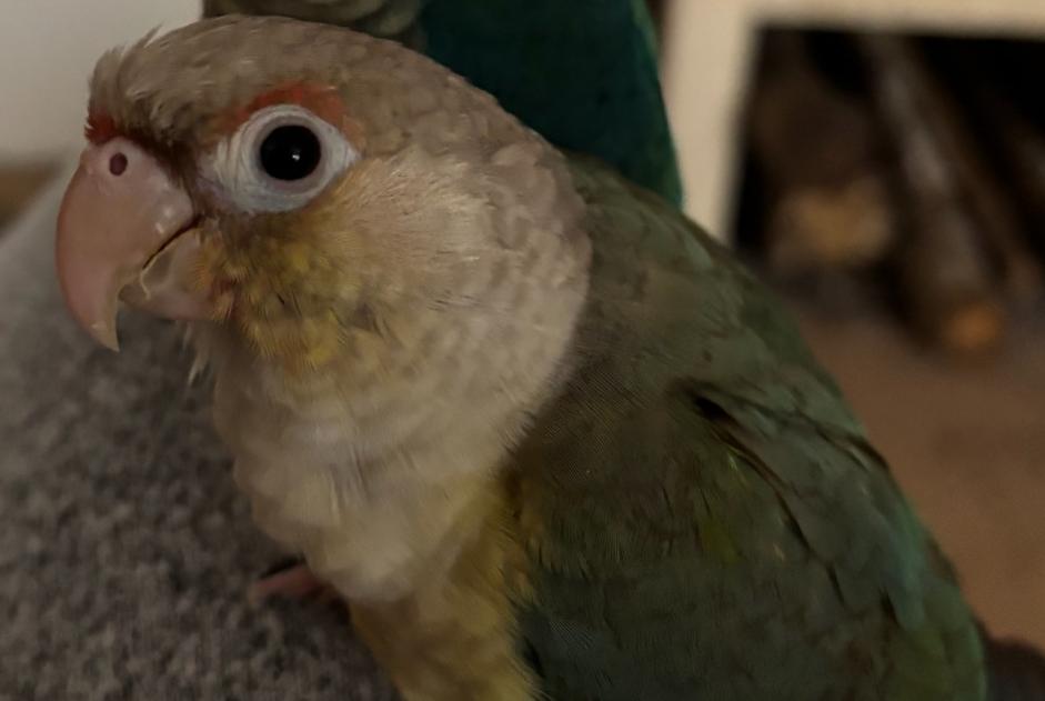 Disappearance alert Bird Female , 2025 years Échilleuses France