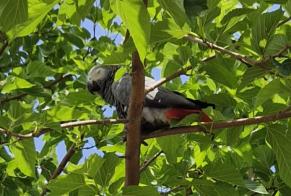 Discovery alert Bird Unknown Décines-Charpieu France