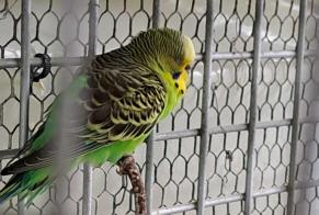 Discovery alert Bird Unknown Vouillé France