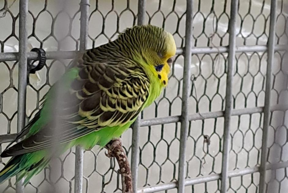Discovery alert Bird Unknown Vouillé France