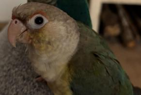 Alerta de Desaparición Pájaro Hembra , 2025 años Échilleuses Francia