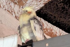 Alerta de Hallazgo Pájaro Desconocido Waldweistroff Francia