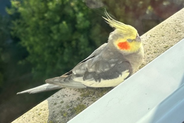 Alerte Découverte Oiseau Inconnu Villejuif France