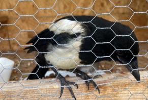 Ontdekkingsalarm Vogel Onbekend Dizimieu Frankrijk
