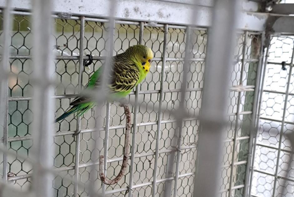 Alerta descoberta Pássaro Desconhecido Vouillé France